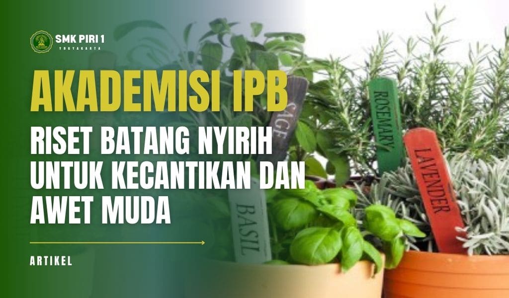 Gambar Artikel Akademisi IPB Riset Batang Nyirih Untuk Kecantikan dan Awet Muda